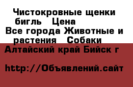 Чистокровные щенки бигль › Цена ­ 15 000 - Все города Животные и растения » Собаки   . Алтайский край,Бийск г.